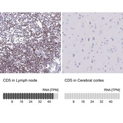 CD5 Antibody, Novus Biologicals 25 &mu;L, Unlabeled:Antibodies, Polyclonal
